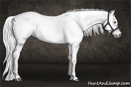 Horse Color:Liver Chestnut Chinchilla 