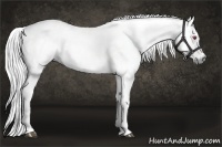 Horse Color:Liver Chestnut Chinchilla 