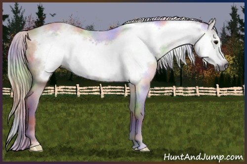 Horse Color:Gray Nacre Bay Frame Rabicano 