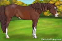 Horse Color:Chocolate Bay Sabino