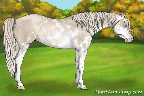 Horse Color:Chocolate Palomino Pearl Sabino 