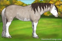 Horse Color:Liver Red Dun Roan Splash Rabicano 