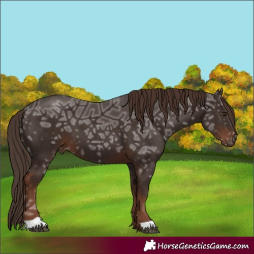 Horse Color:Liver Chestnut Ice 