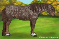 Horse Color:Liver Chestnut Ice 