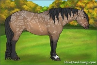 Horse Color:Bay Ice Dun