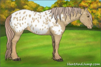 Horse Color:Palomino Dun Appaloosa 