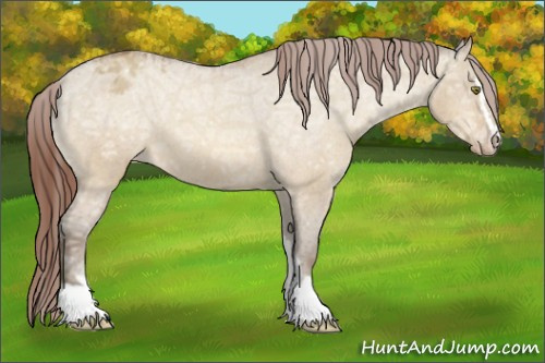 Horse Color:Amber Champagne Ice Dun Sabino Appaloosa 