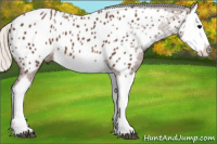 Horse Color:Silver Brown Splash Appaloosa 