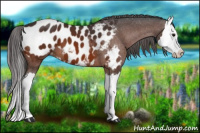 Horse Color:Bay Splash Appaloosa