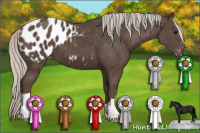 Horse Color:Silver Black Appaloosa 