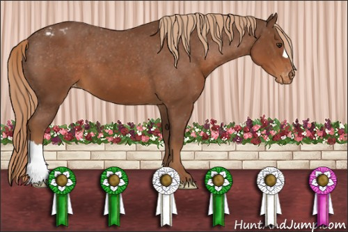 Horse Color:Chestnut Appaloosa