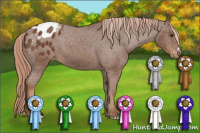 Horse Color:Chestnut Appaloosa 