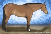 Horse Color:Buckskin 