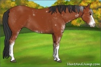 Horse Color:Brown Sabino