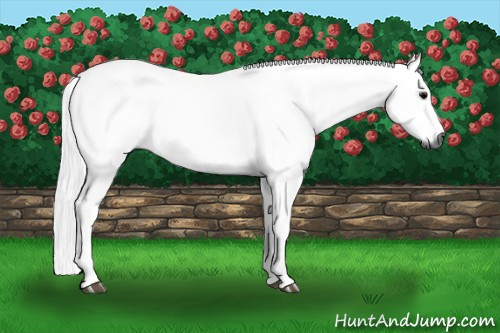 Horse Color:Gray Black 