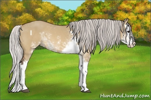 Horse Color:Silver Bay Dun Sabino Splash 