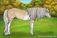 Horse Color:Silver Bay Dun Sabino Splash