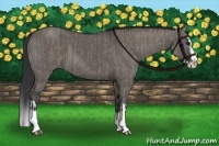Horse Color:Grullo Sabino Splash  and Grullo Sabino Splash 