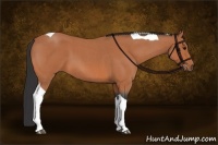 Horse Color:Bay Roan Tobiano