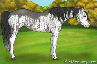 Horse Color:Grullo Sabino Splash  and Grullo Sabino Splash Rabicano 