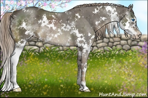 Horse Color:White Spotted Liver Chestnut Splash Rabicano