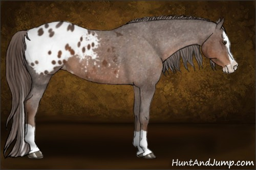 Horse Color:Liver Chestnut Splash Appaloosa 