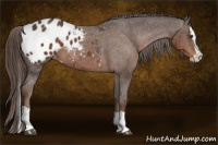 Horse Color:Liver Chestnut Splash Appaloosa 