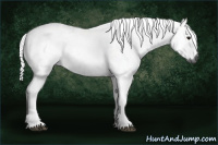 Horse Color:Gray Bay 