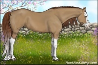 Horse Color:Red Dun Splash 