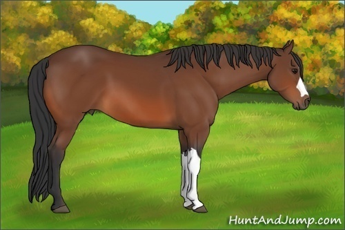 Horse Color:Bay 