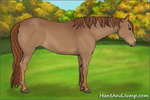 Horse Color:Chestnut 