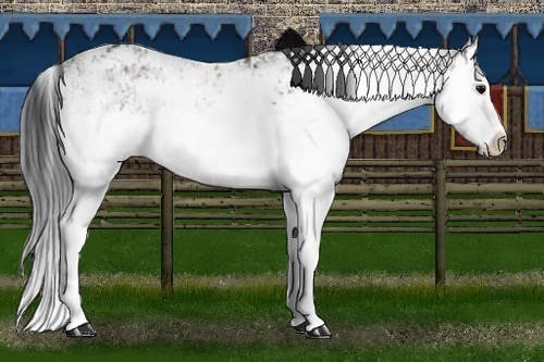 Horse Color:Grullo Sabino Splash  and Grullo Sabino Splash 