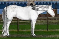 Horse Color:Grullo Sabino Splash  and Grullo Sabino Splash 