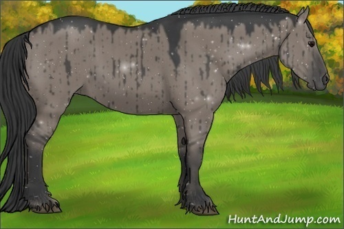 Horse Color:Grullo