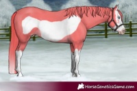 Horse Color:Perlino Splash Frame