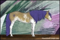 Horse Color:Watercolor White Spotted Bay Sabino 