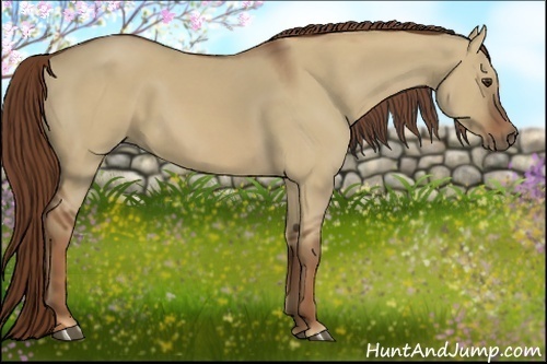 Horse Color:Red Dun 