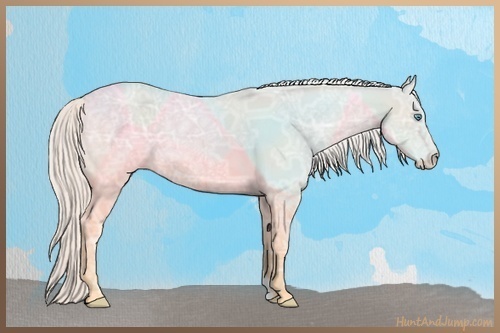 Horse Color:Cremello Ice