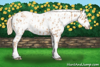 Horse Color:Gold Champagne Appaloosa  and Gold Champagne Dun Appaloosa 