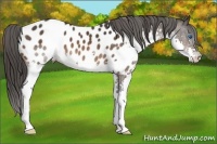 Horse Color:Bay Splash Appaloosa 