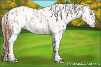 Horse Color:Amber Champagne Near Leopard  and Amber Champagne Blanket 