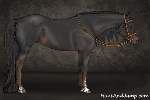 Horse Color:Liver Chestnut Sabino