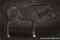 Horse Color:Liver Chestnut Sabino 