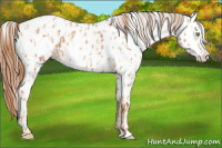 Horse Color:Gold Champagne Appaloosa  and Gold Champagne Appaloosa 