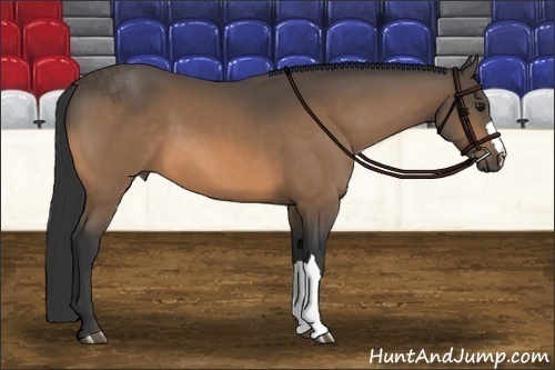 Horse Color:Buckskin 