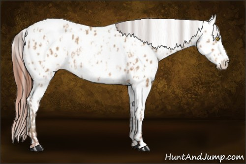 Horse Color:Amber Champagne Near Leopard  and Amber Champagne Blanket 