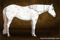 Horse Color:Amber Champagne Appaloosa and Amber Champagne Appaloosa