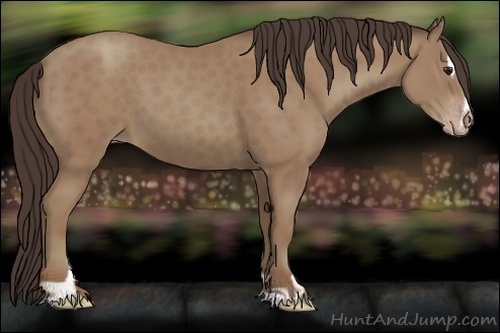 Horse Color:Classic Champagne Sabino