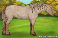 Horse Color:Red Dun Roan 