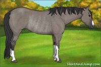 Horse Color:Grullo Rabicano 